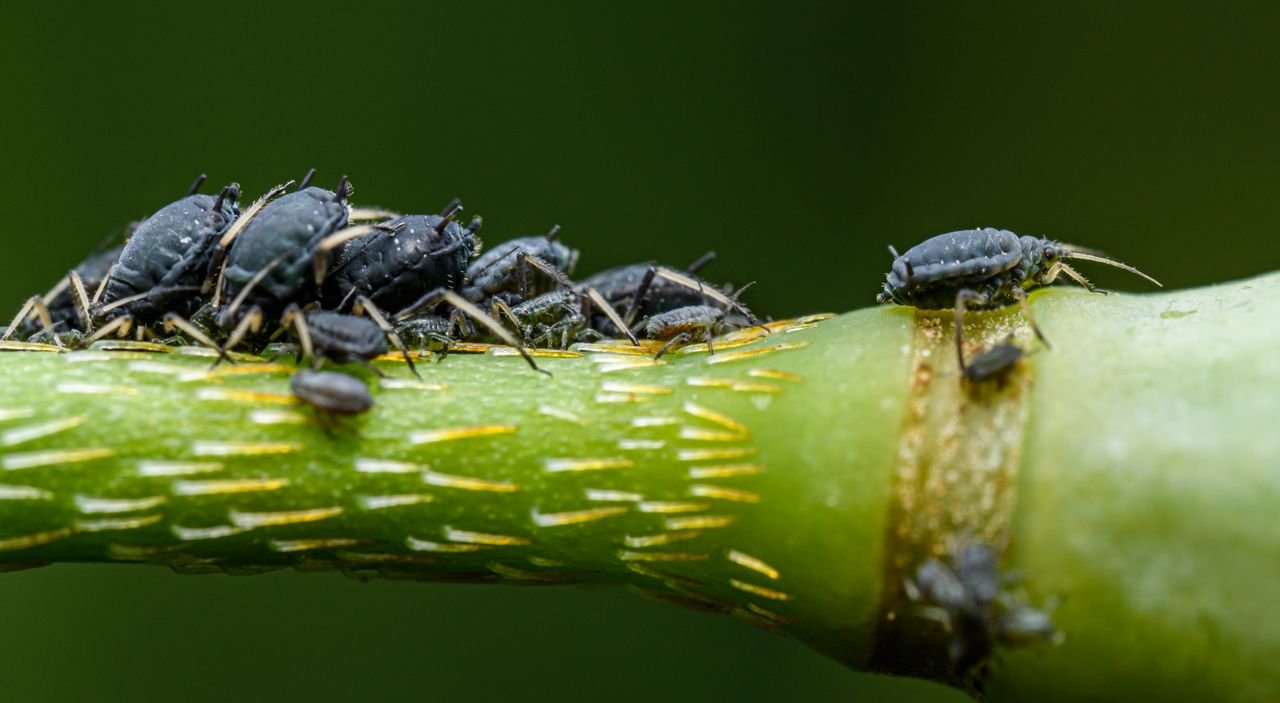 Black aphids on a plant stem