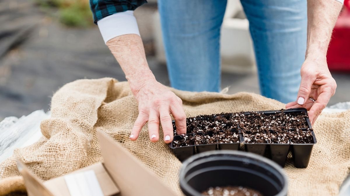 Filling a seed tray with moist seed starting mix
