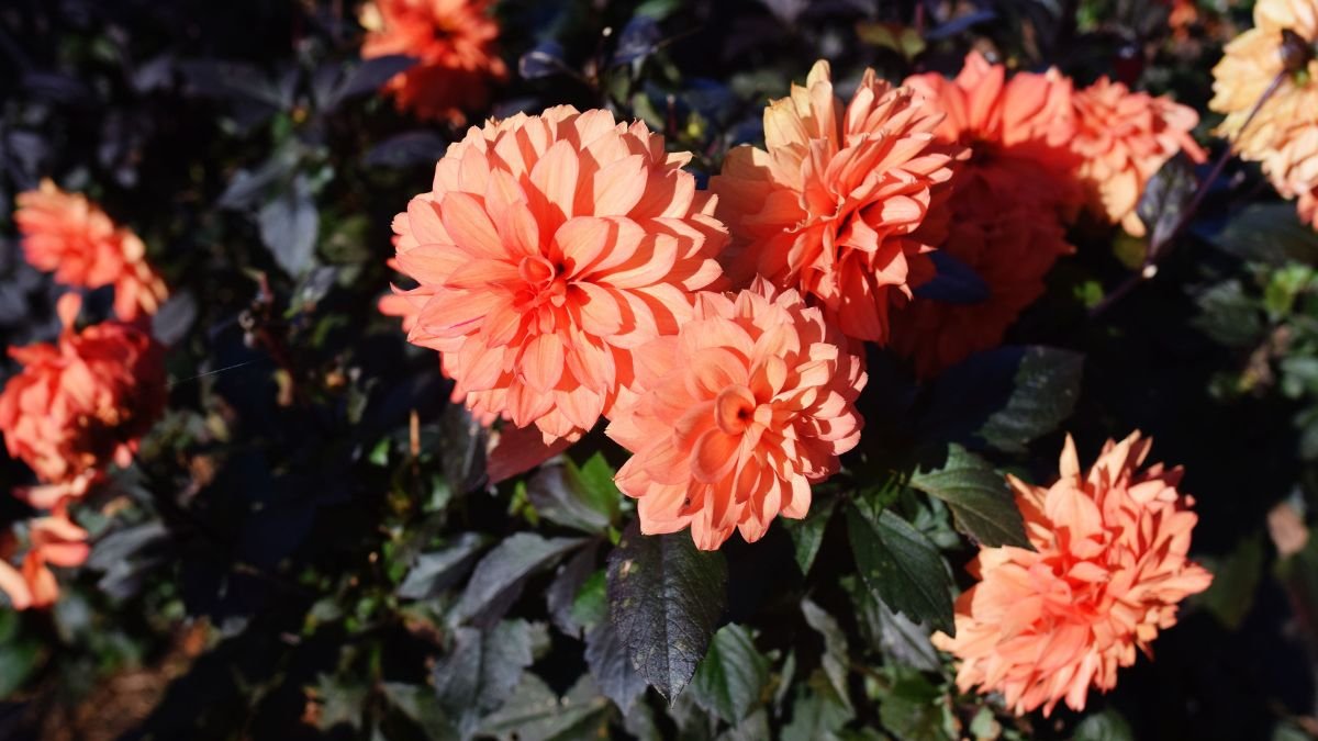 Frost-blackened dahlia foliage before lifting the tubers