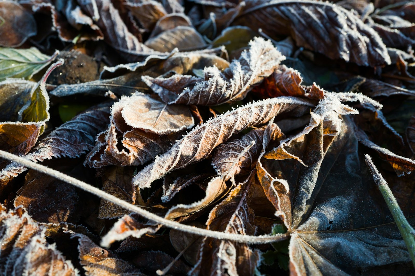 Garden plant leaves damaged by frost, turning dark and limp