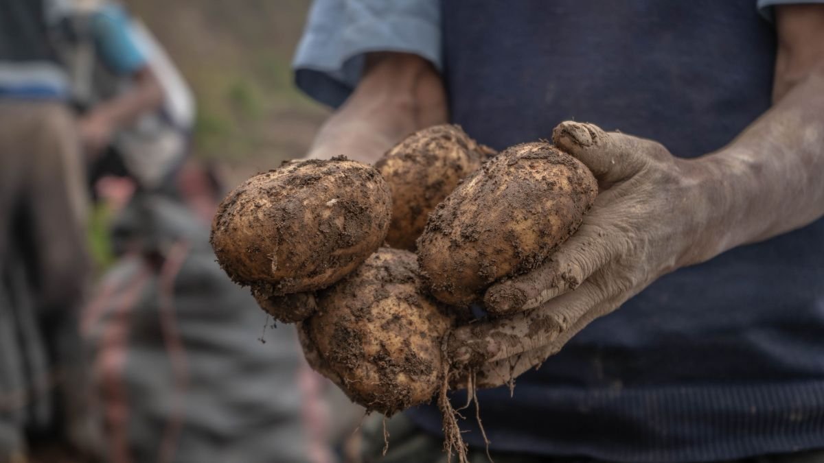 Freshly dug potatoes lifted from the soil with a garden fork