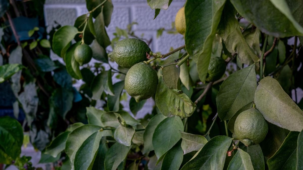 Close-up of healthy green lemon tree leaves