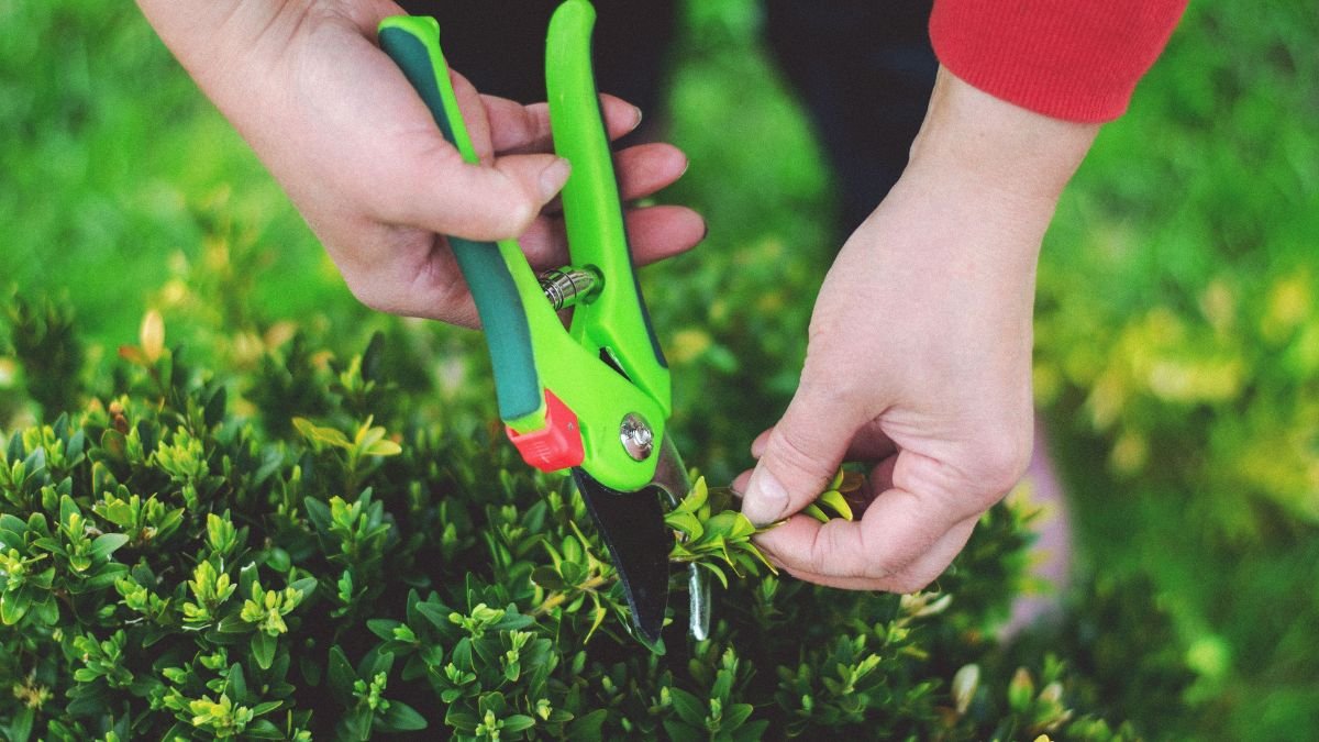 Gardener cutting a shrub stem with sharp pruning shears