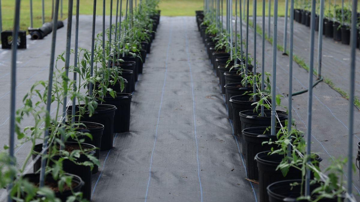 Potted tomato plant supported with a tomato cage