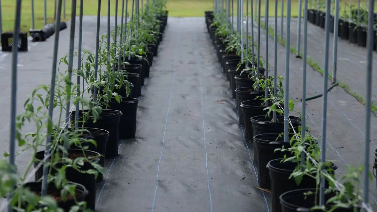 Potted tomato plant supported with a tomato cage