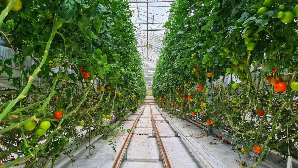 Tomato plants growing in long rows inside a greenhouse