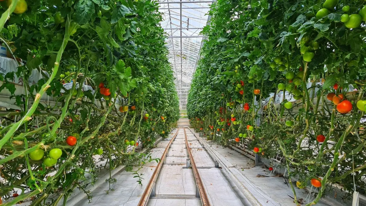Tomato plants growing in long rows inside a greenhouse