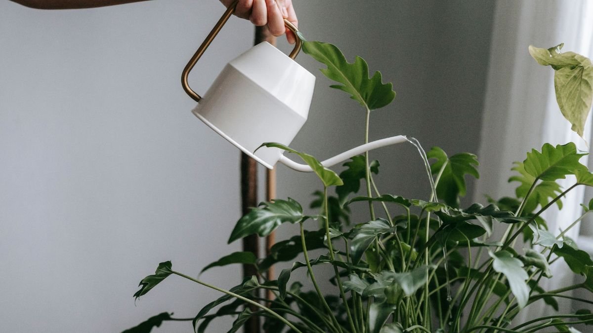 Watering a houseplant with a small watering can