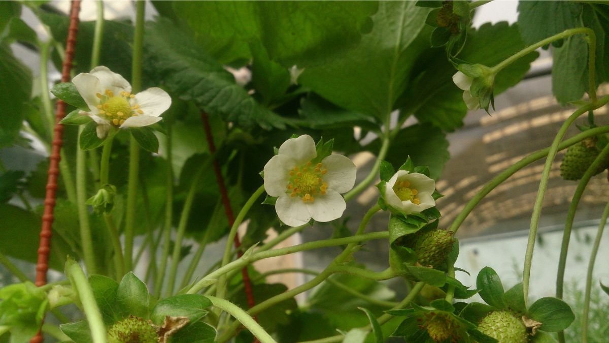Healthy strawberry plant with leaves and flowers