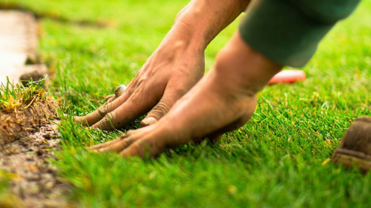 Pulling clover out of a lawn by hand