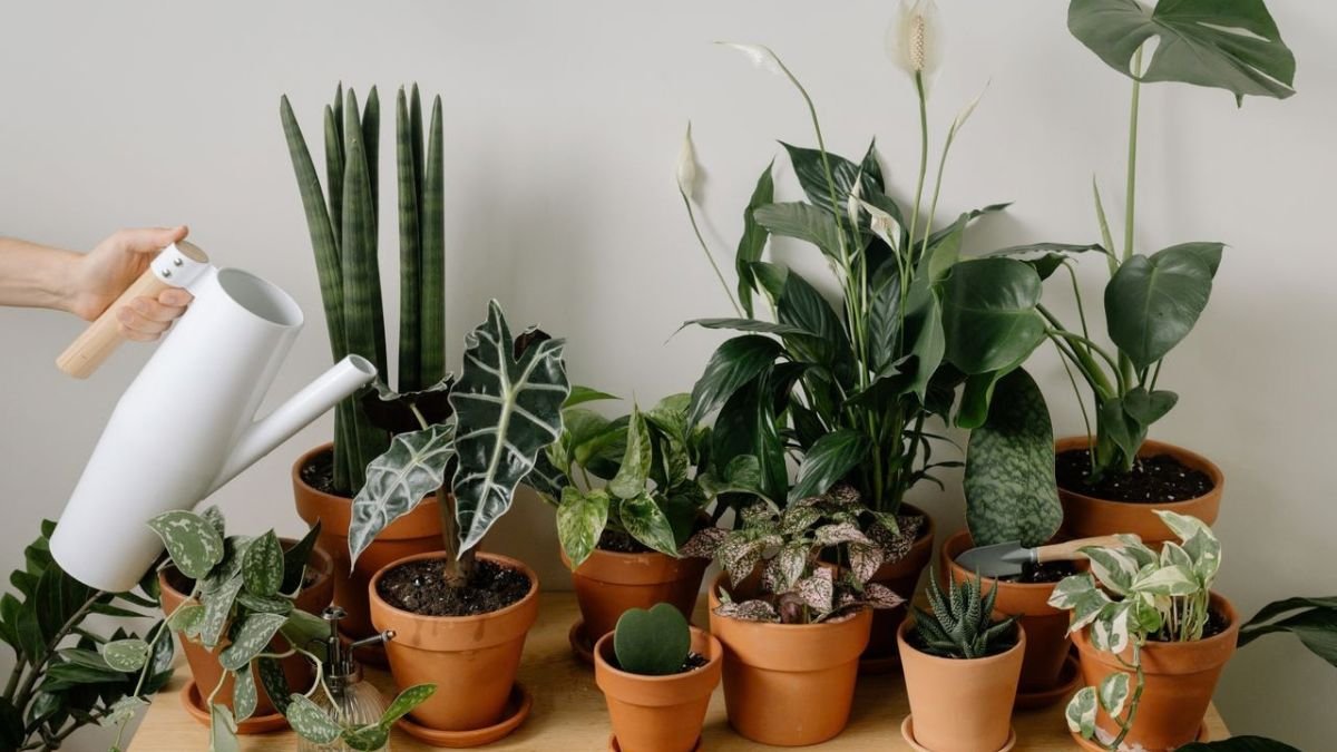Spider plant peace lily and aloe vera indoors
