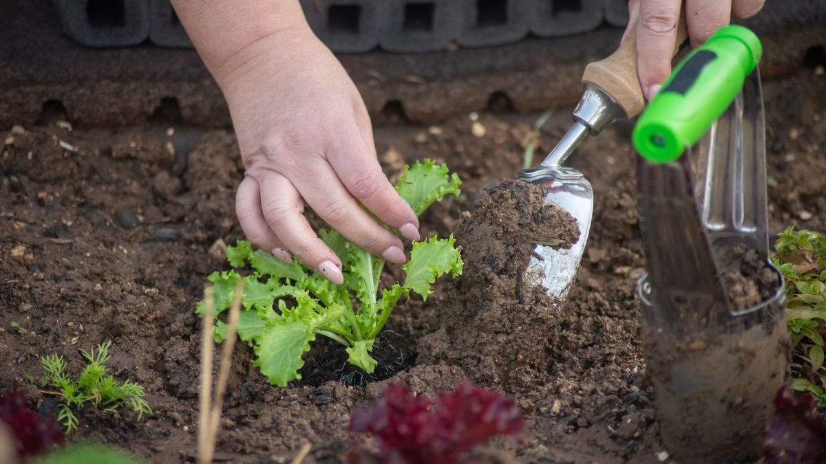 Planting depth for spring bulbs in garden soil