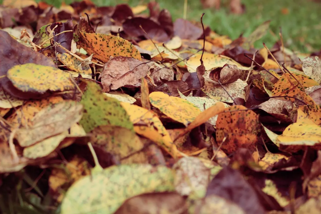 Pile of dry autumn leaves to use as brown material in compost