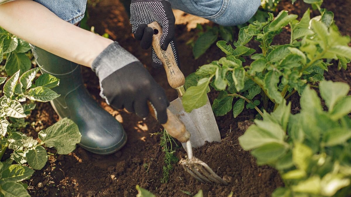 Garden fork loosening soil to amend clay soil with compost