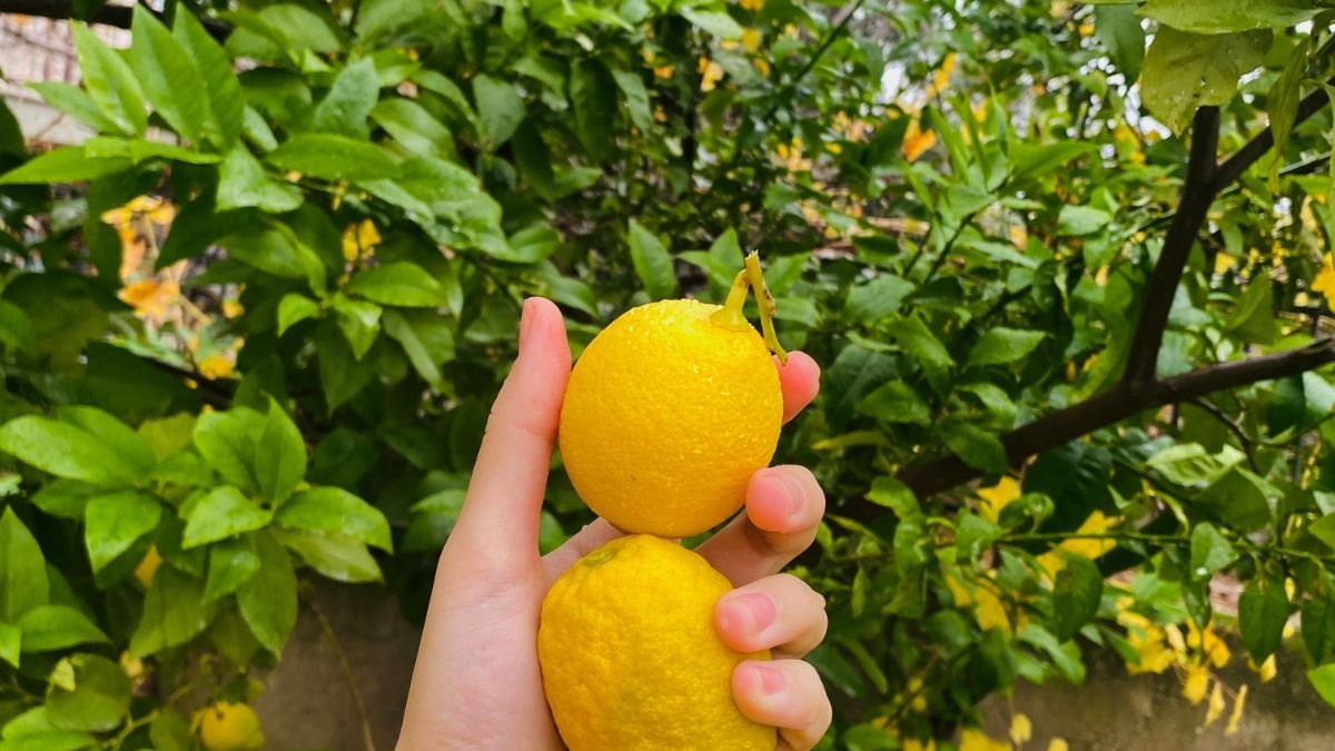 Hand picking ripe lemons from a lemon tree