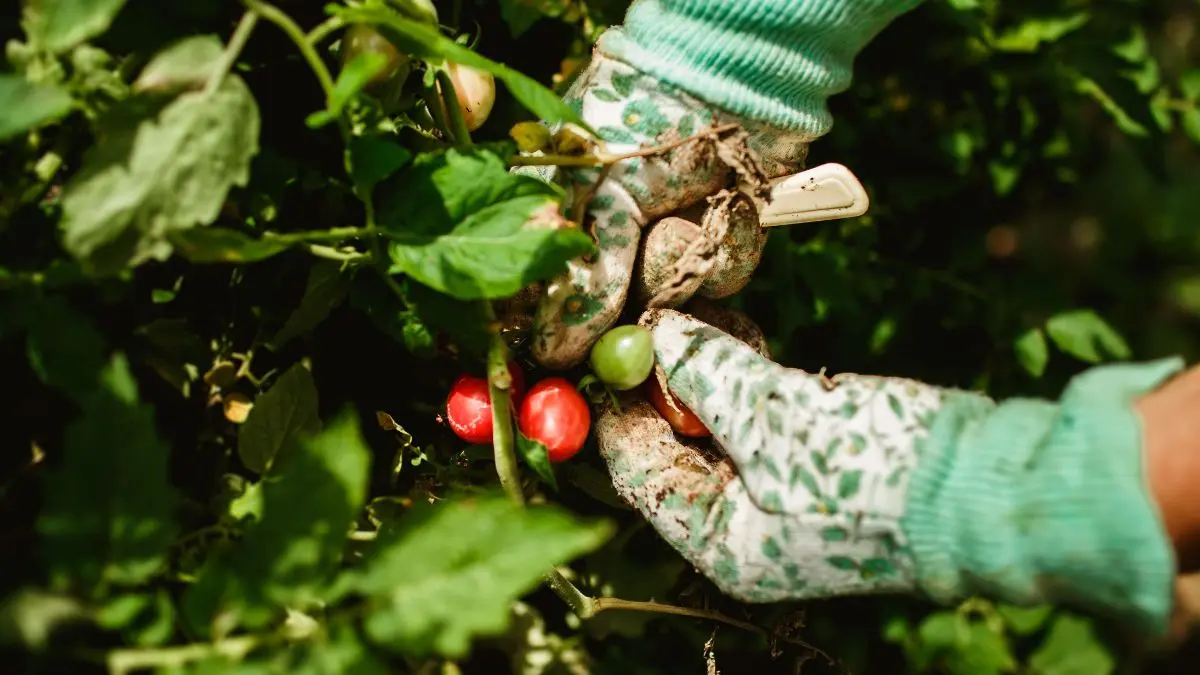 Hand picking ripe red tomatoes from the plant