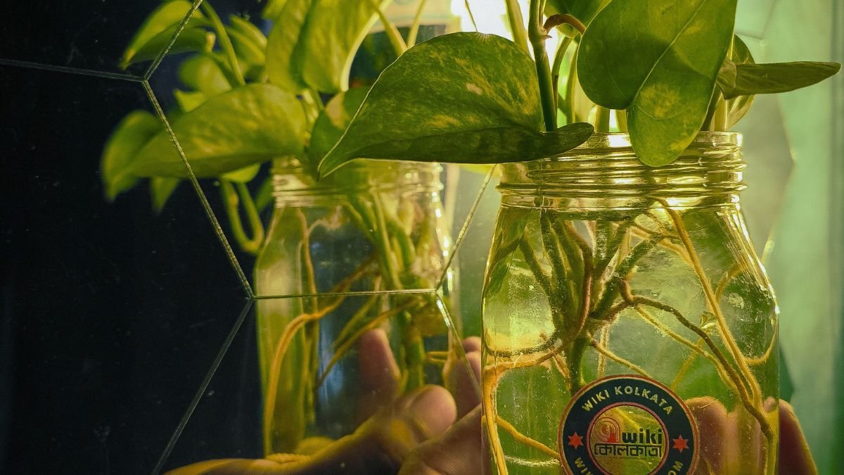 Pothos cuttings with roots growing in a clear water jar