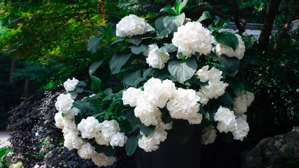 Potted hydrangea with full blooms on a patio