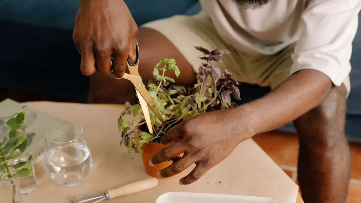 Pruning basil with scissors just above a pair of leaves