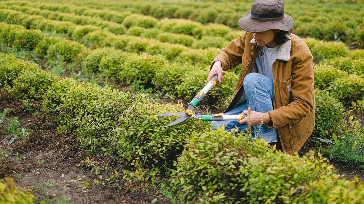 Pruning perennial stems with secateurs in the fall garden
