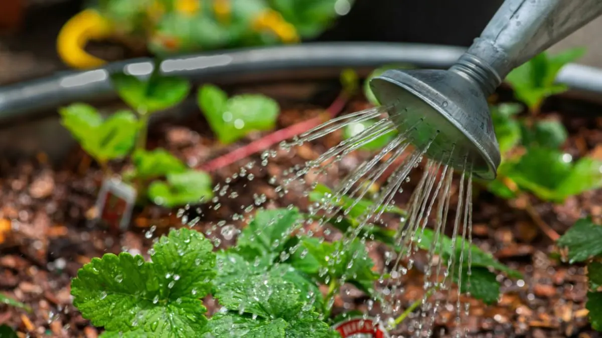 Watering a garden bed with a watering can