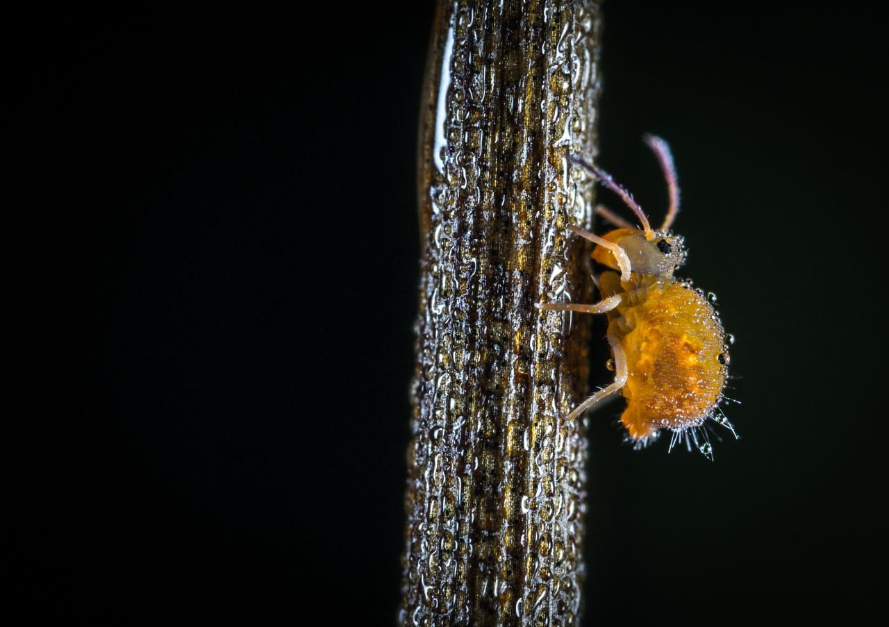 White woolly aphids covered in waxy fluff on a branch