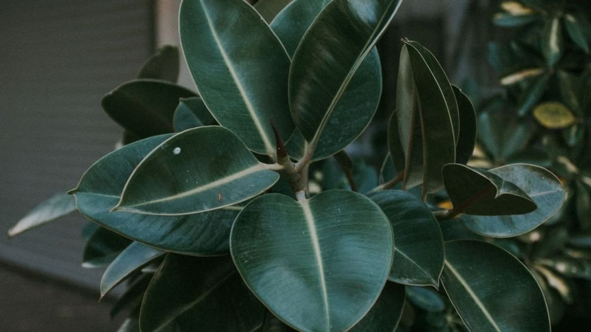 Chinese evergreen and rubber plant indoors