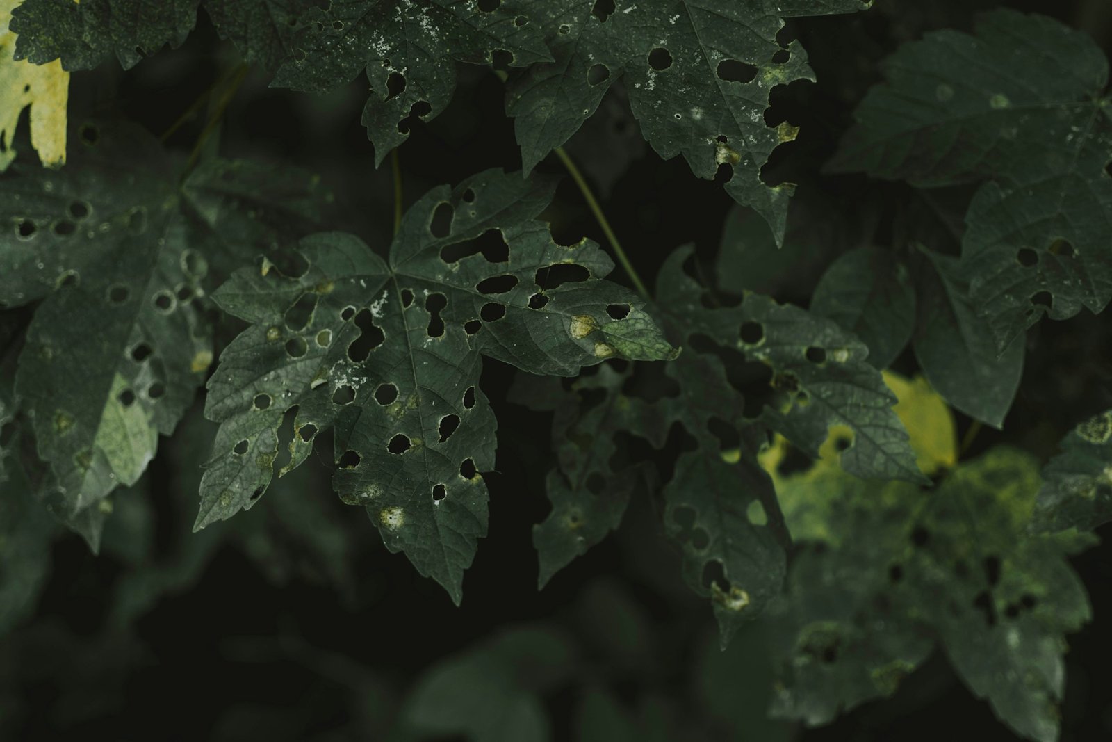 Curled leaves damaged by aphids