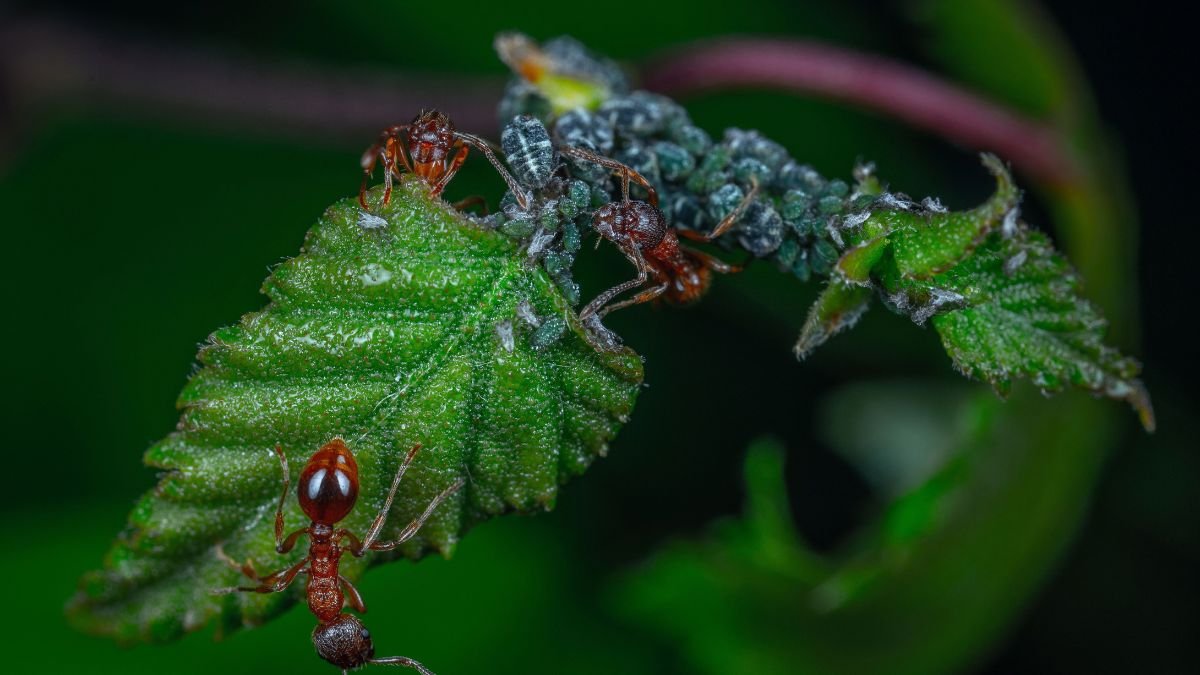 Aphids clustered on a plant leaf