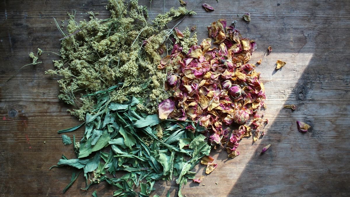Herbs spread across food dehydrator trays for gentle drying