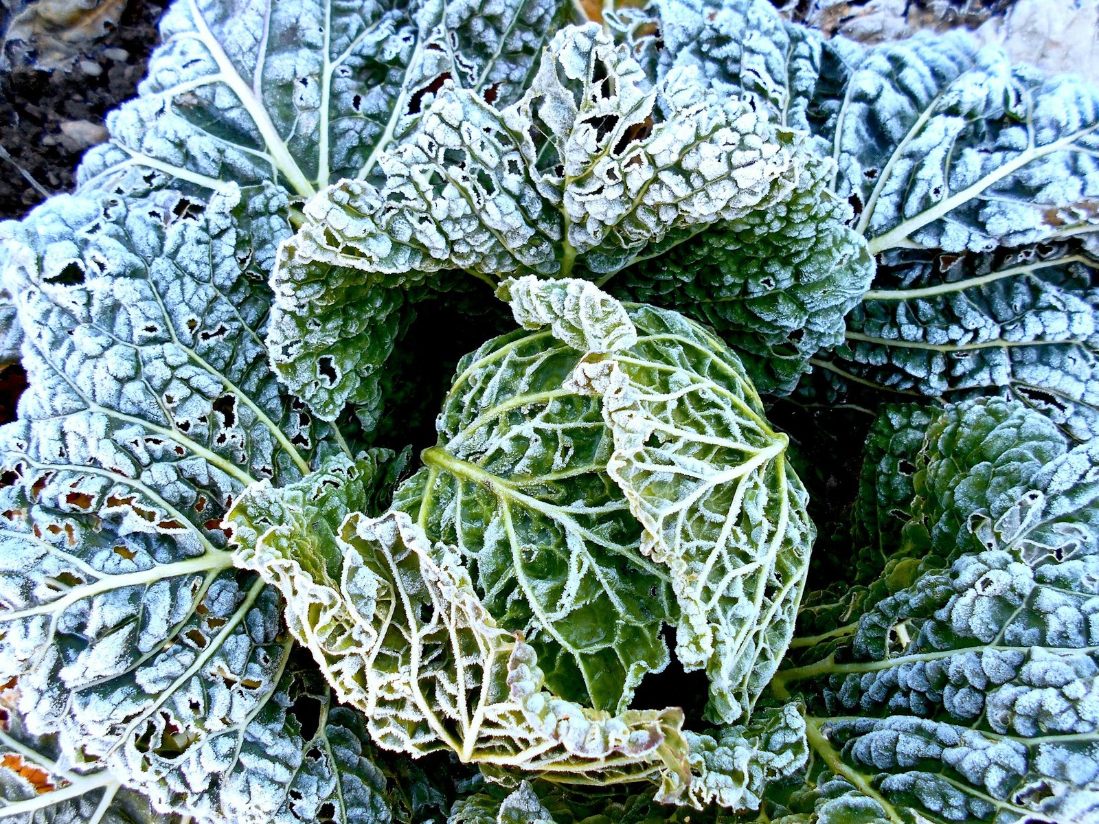 Kale leaves with light frost, a hardy cool-season vegetable