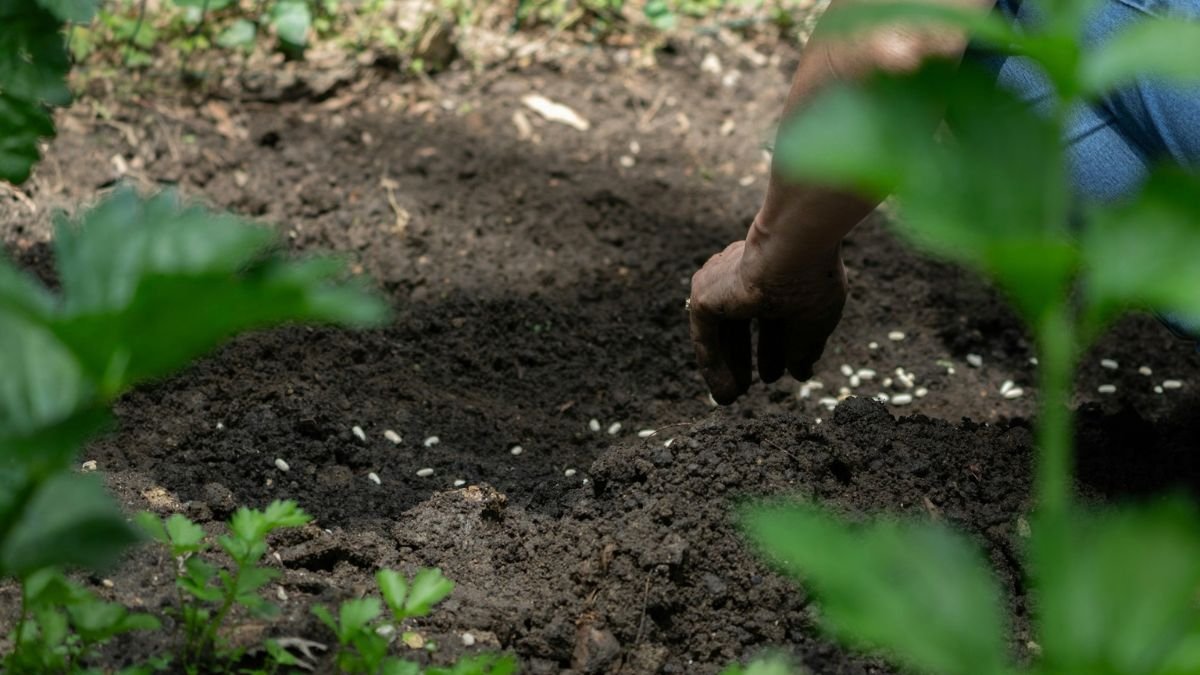 Hands planting a clove into garden soil