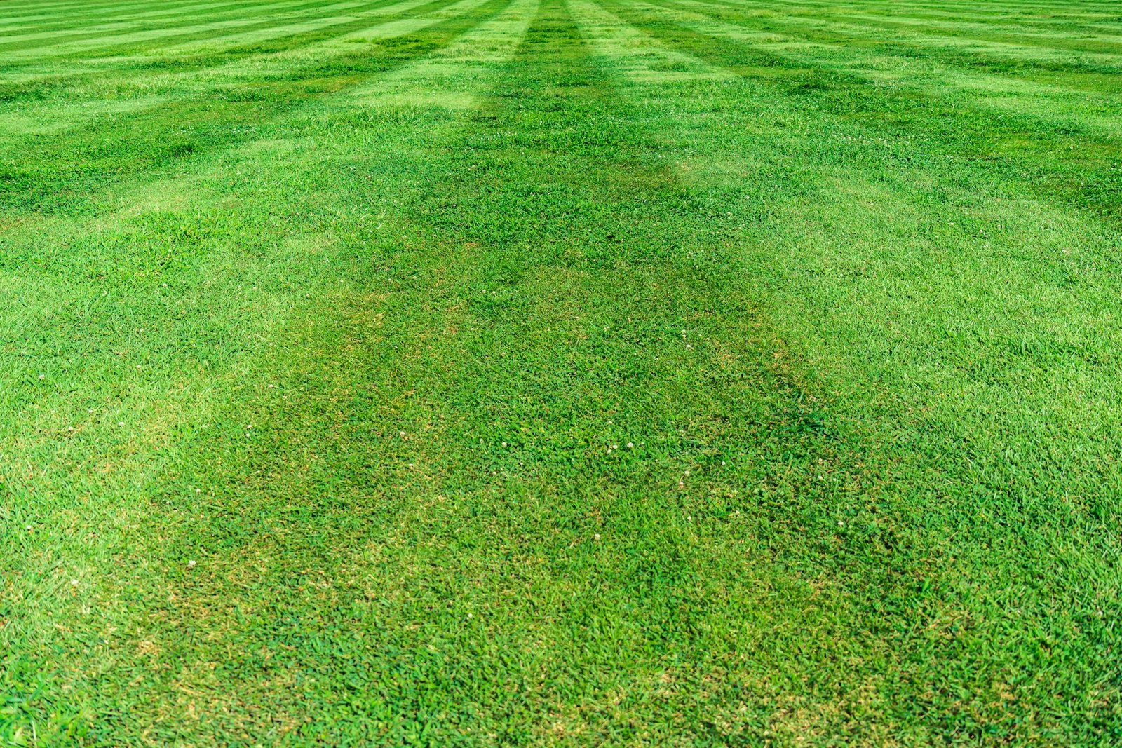 Core aeration of a lawn before overseeding