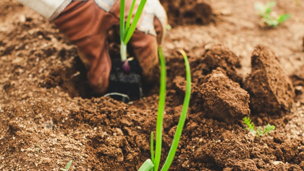 Hands planting a tulip bulb pointy side up in the soil