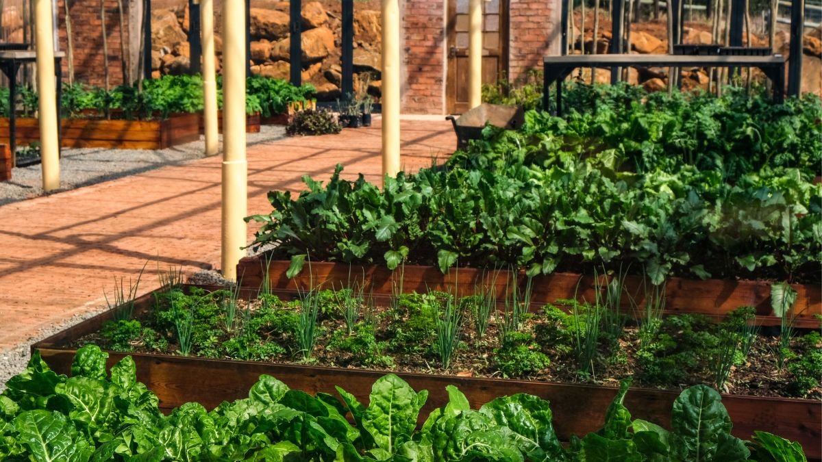Raised bed vegetable garden filled with dark soil for better clay soil drainage