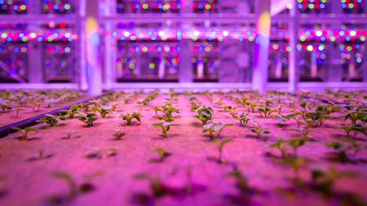 Young seedlings growing under an LED grow light indoors