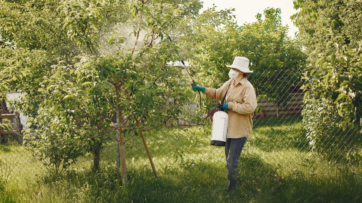 Spraying weeds on a lawn with a handheld sprayer