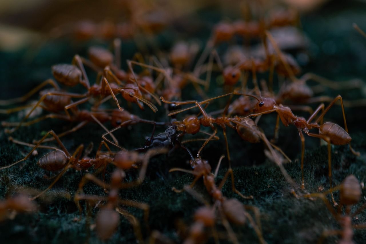 Ants tending aphids on a plant