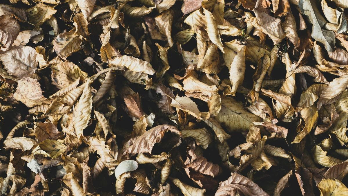 Crumbled dried basil leaves showing a brittle texture