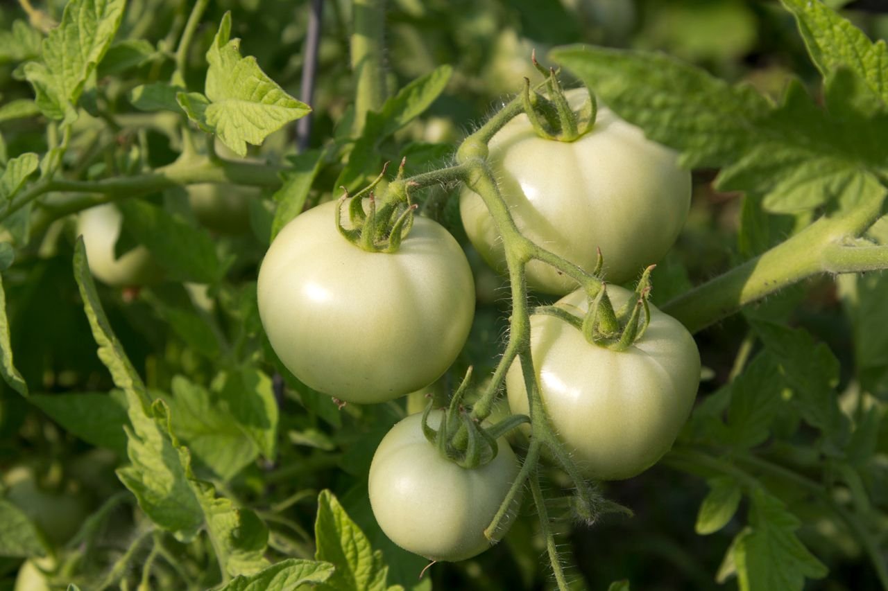 Green tomatoes on the vine before the first frost