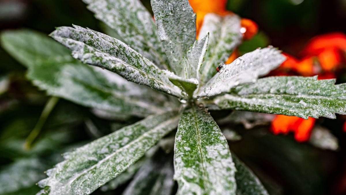 White powdery mildew on plant leaves