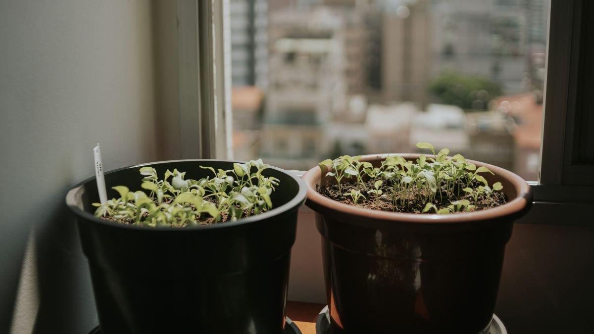 Seedlings growing on a sunny windowsill