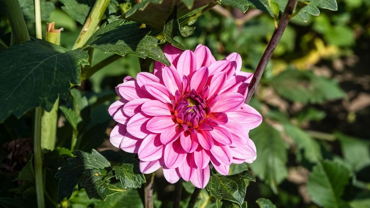 Dahlia tuber showing new spring growth after winter storage