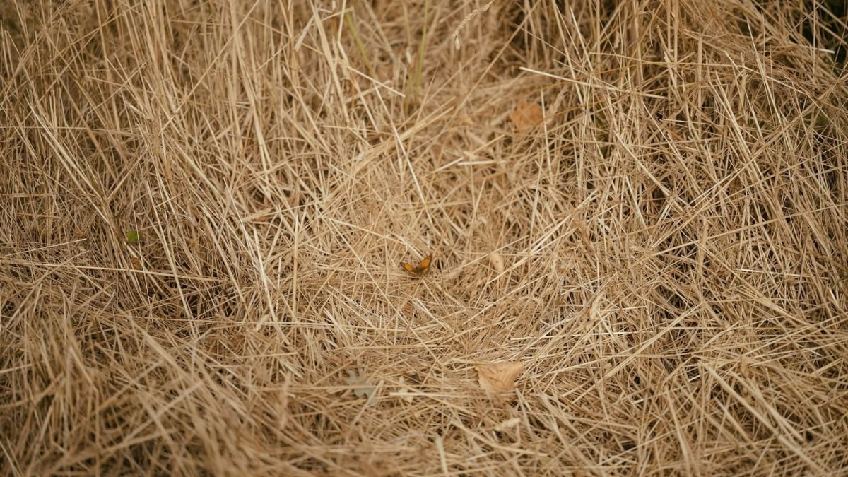 Garden bed covered with a layer of straw mulch