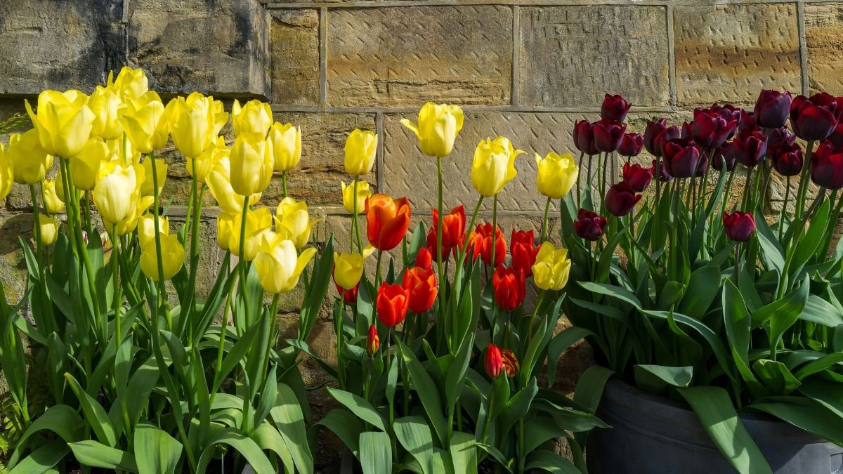Tulips growing in a pot on a patio