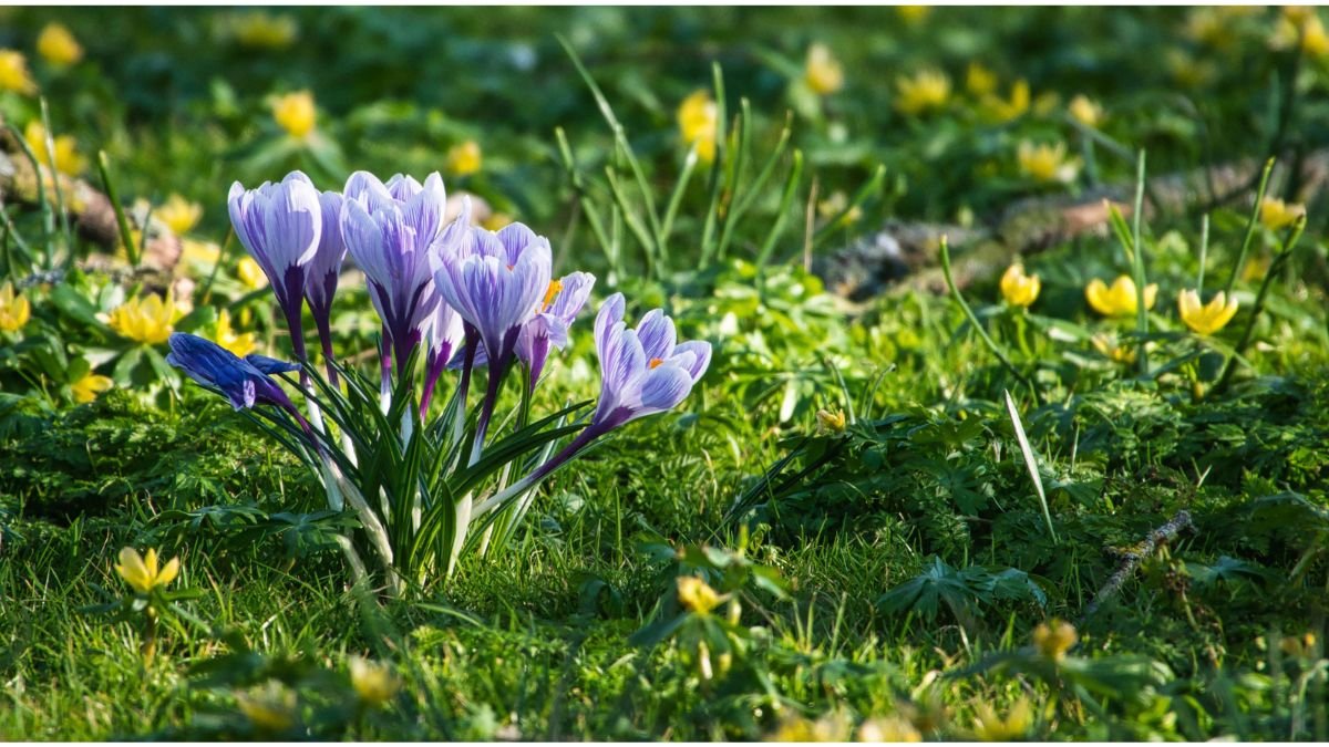 Crocus flowers blooming in early spring