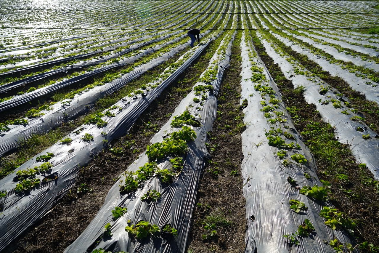 White garden row cover protecting vegetables from frost