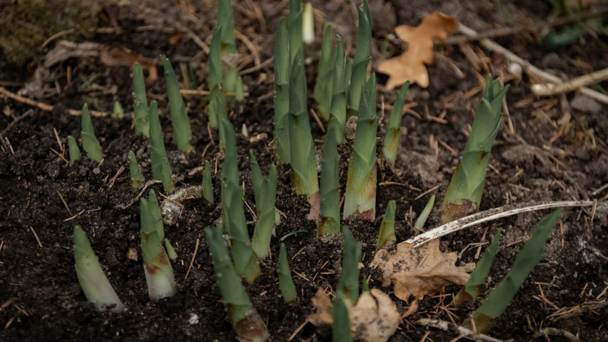 Curly garlic scapes growing on hardneck garlic