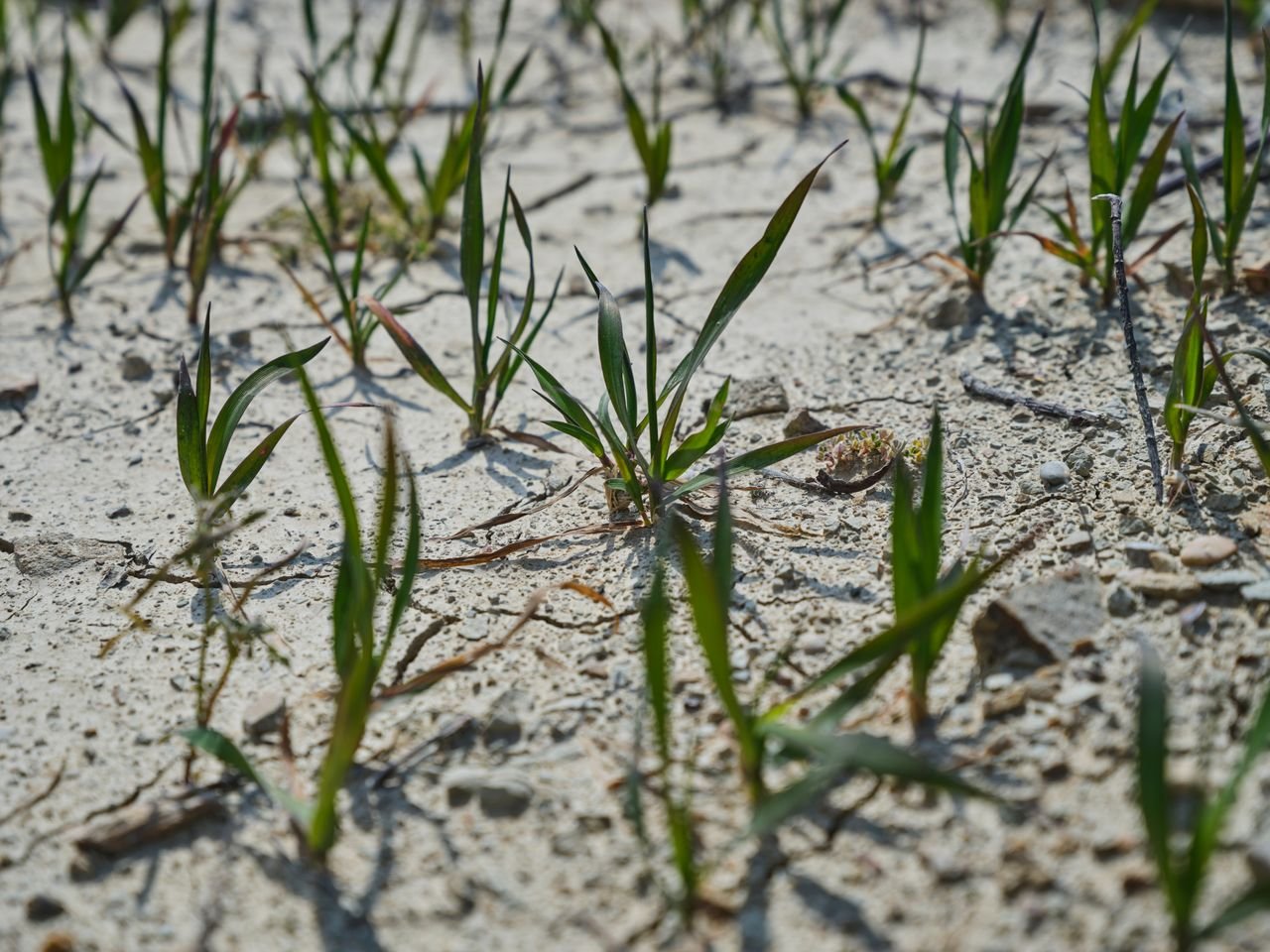 Young grass seedlings sprouting after overseeding
