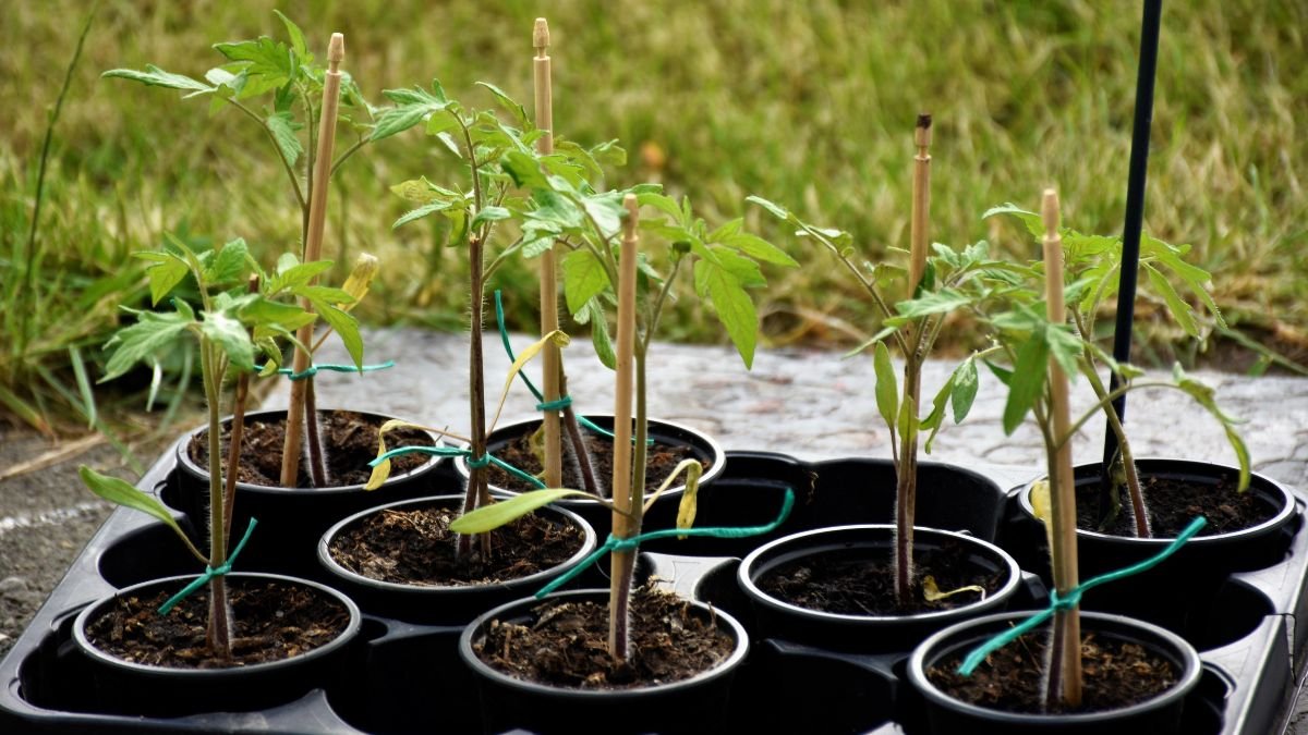 Leggy seedlings with tall thin stems stretching toward light